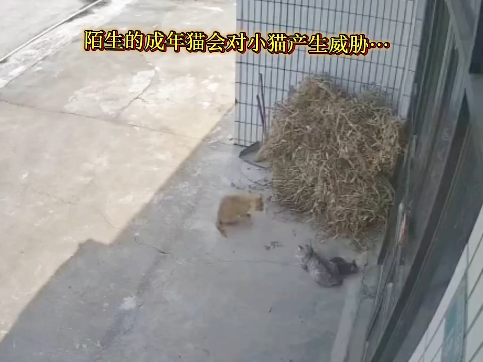 猫主人要急眼了！