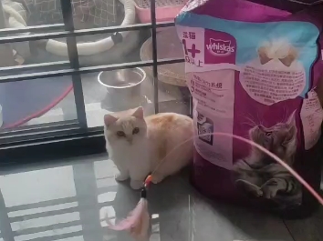 修猫咪。