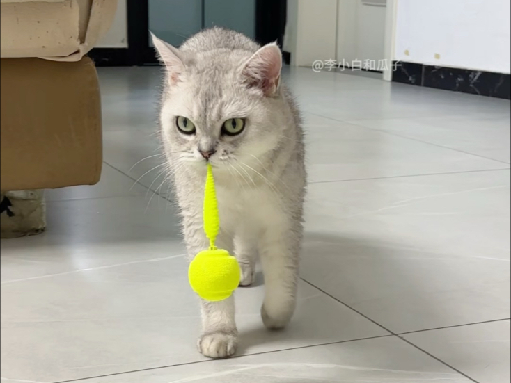 小猫咪的快乐只需要一个能叼会叫的弹弹球～