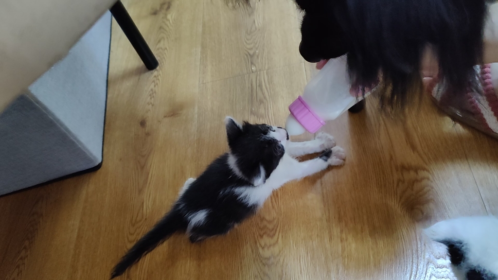小奶猫的成长日记呀