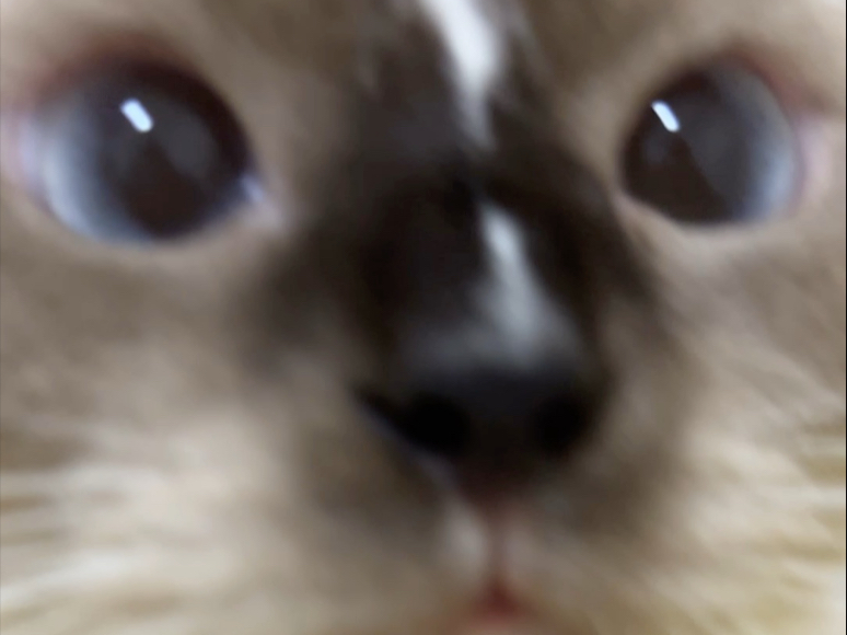 小猫沉浸式舔毛#敲击音