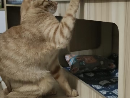 傻得可爱的猫咪