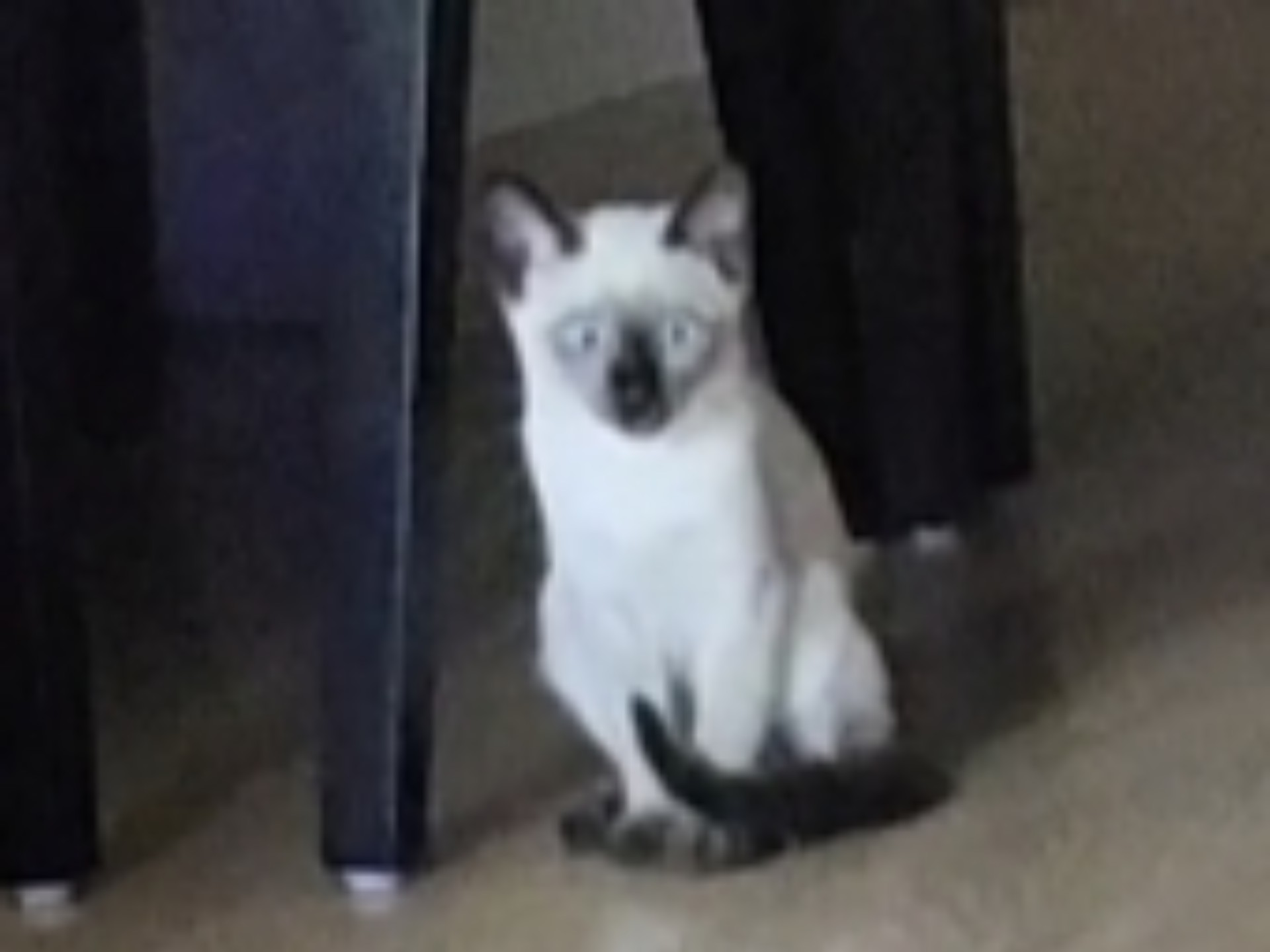 猫脑过载ing