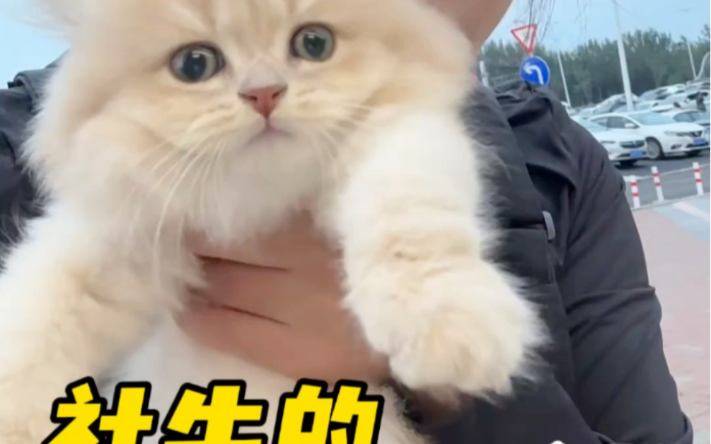 不社恐的小猫