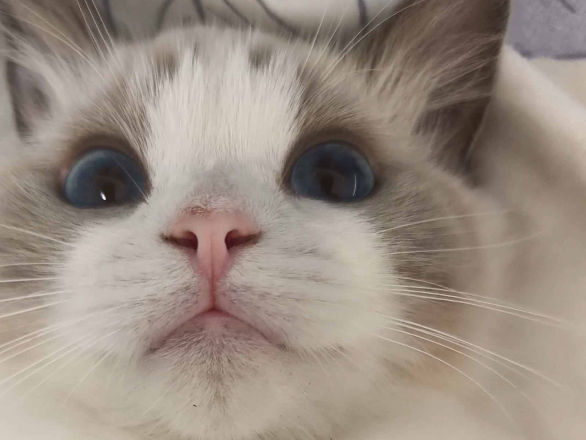 猫：被人抓住了，要怎样才不会被撸！在线等！！