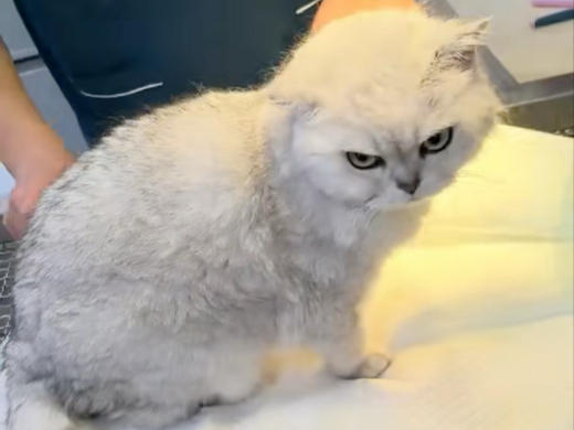 猫太鲜美，想烤了吃