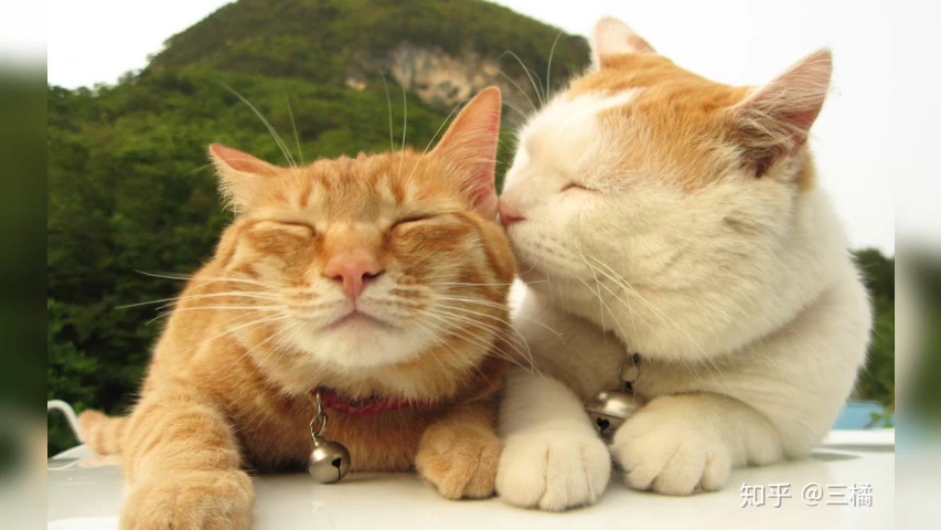 猫18