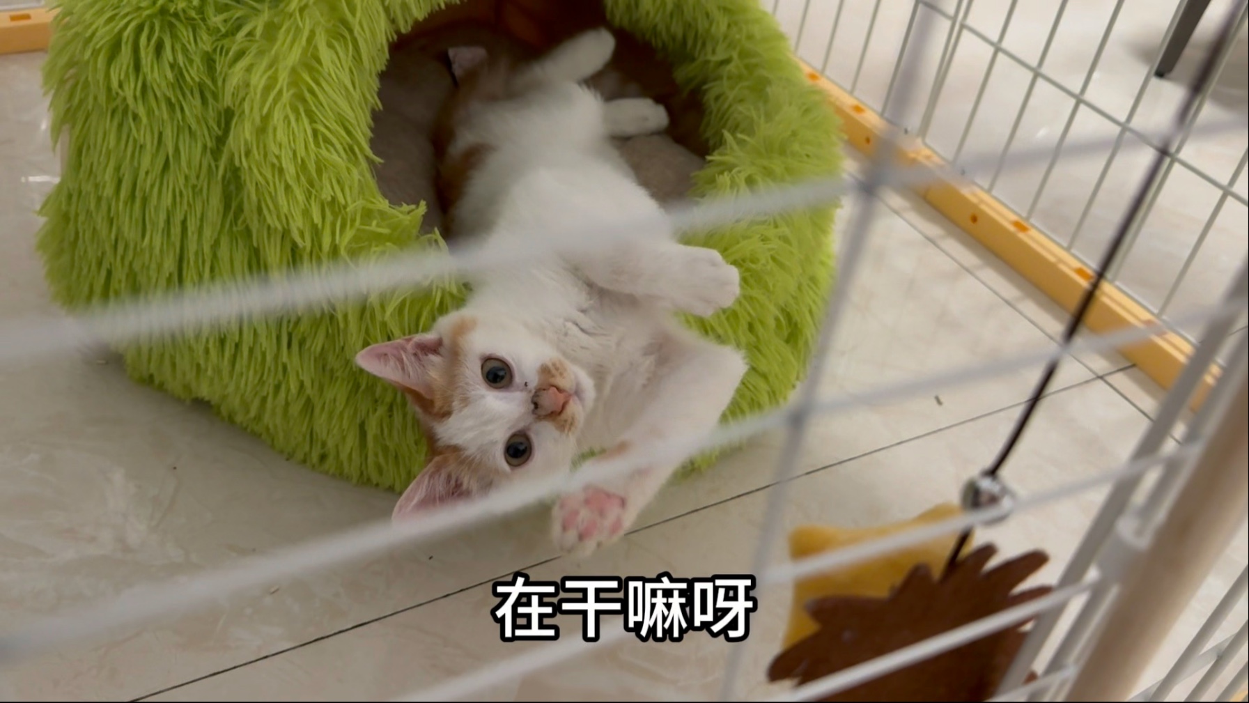 捡到小猫了！！！在考虑要不要给他找领养，因为我养的小动物有点多怕