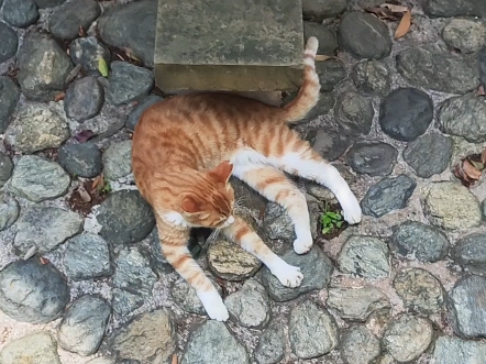 和小橘打闹