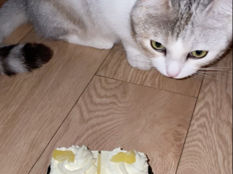给小猫过生日