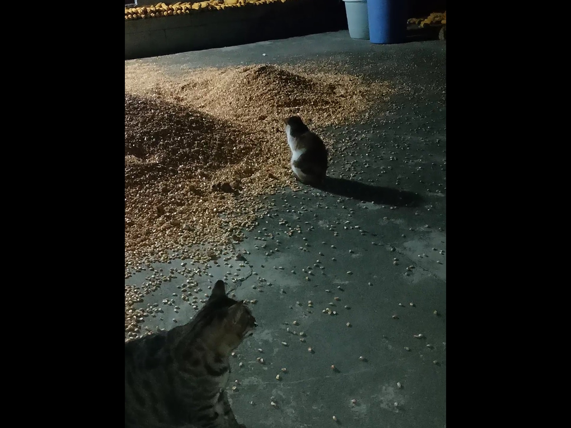 凌晨四点半，猫都在，就是不太理人
