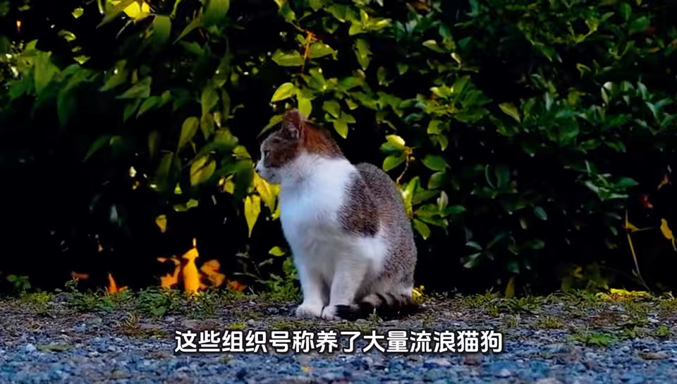 上海静安区宠物救助站地址电话.一捡到流浪猫狗，别去宠物医院