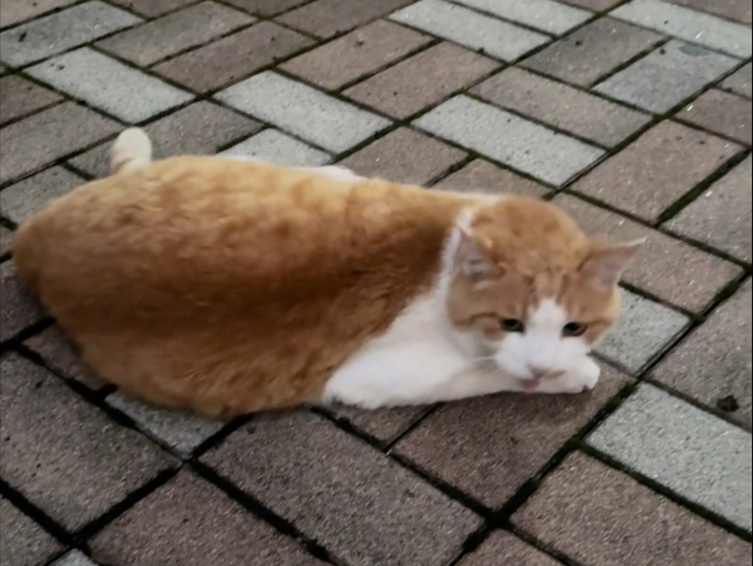 终于遇到一只不怕人的流浪猫了，可爱的橘猫