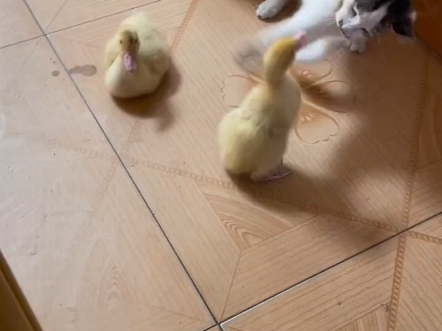鸭子抖咪咪