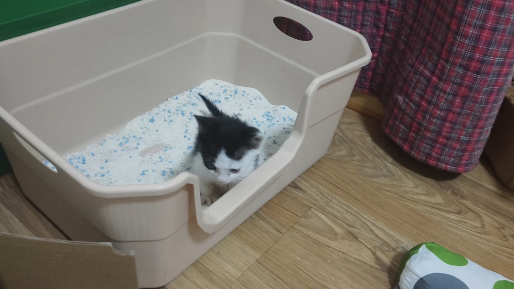 奶牛修猫上厕所虚晃一枪