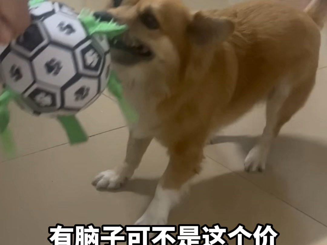 捡到流浪猫的日常…招猫逗狗的日子…