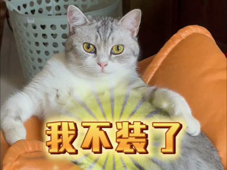 没有猫样