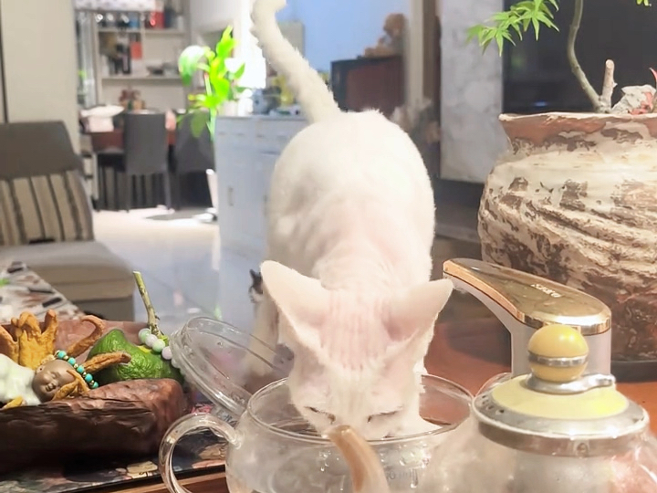 当你有一只聪明的德文猫，生活会有什么变化