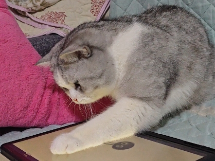 猫咪的聪明毛搁哪看(ಥ_ಥ)我家这个纯傻的感觉