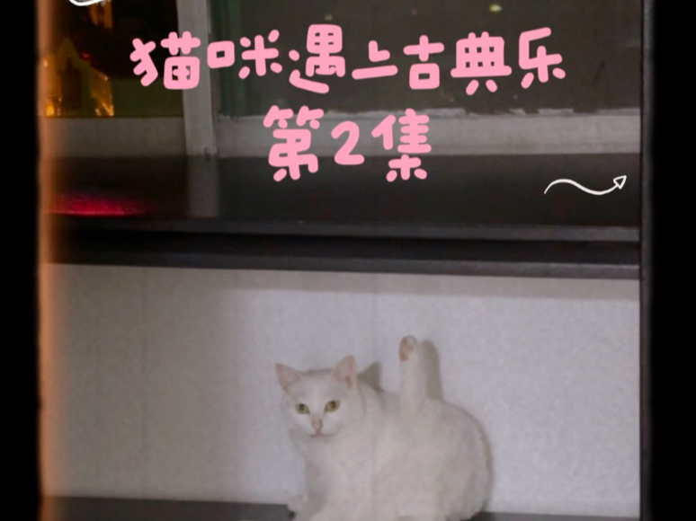 抽象小猫在线卖艺