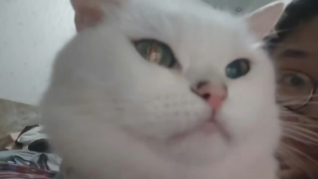 咪，人好想你