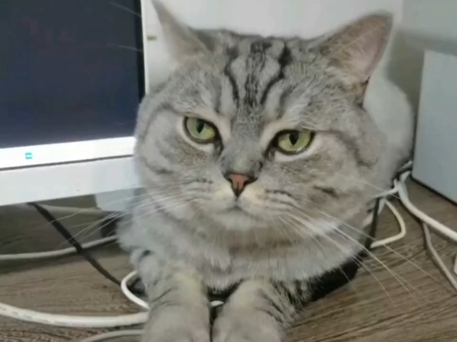 我有猫咪你有吗哈哈哈