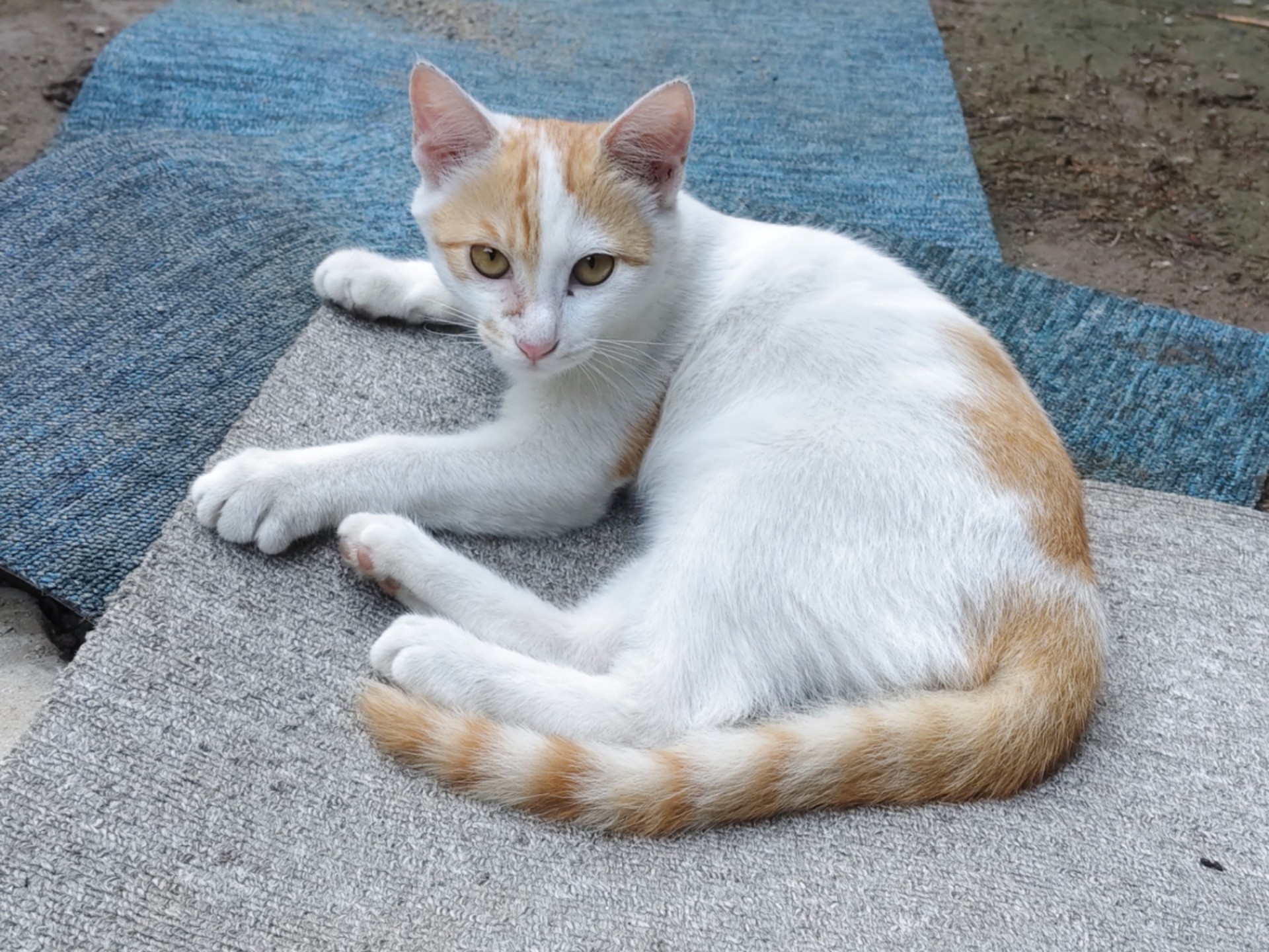 小来福等领养