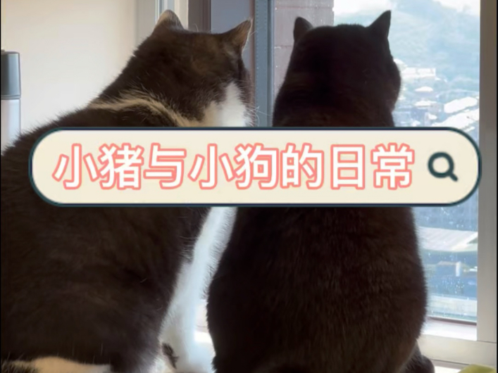 小猪和小狗的日常记录～一起来看看反应神同步的小猫咪