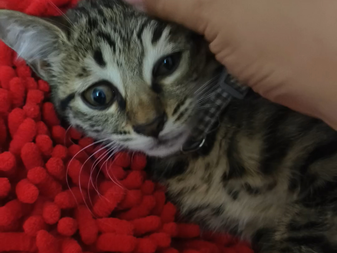 刚睡醒的小猫好可爱