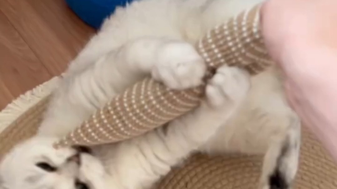 剑麻猫玩具解锁了新功能。100%猫薄荷不上头都难，小猫咪一玩一