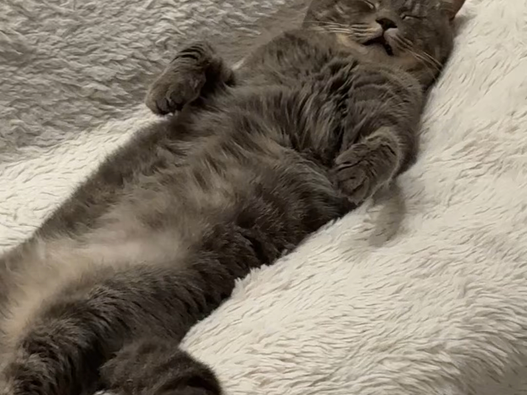 猫：我不装了，我摊牌了，我是银儿～