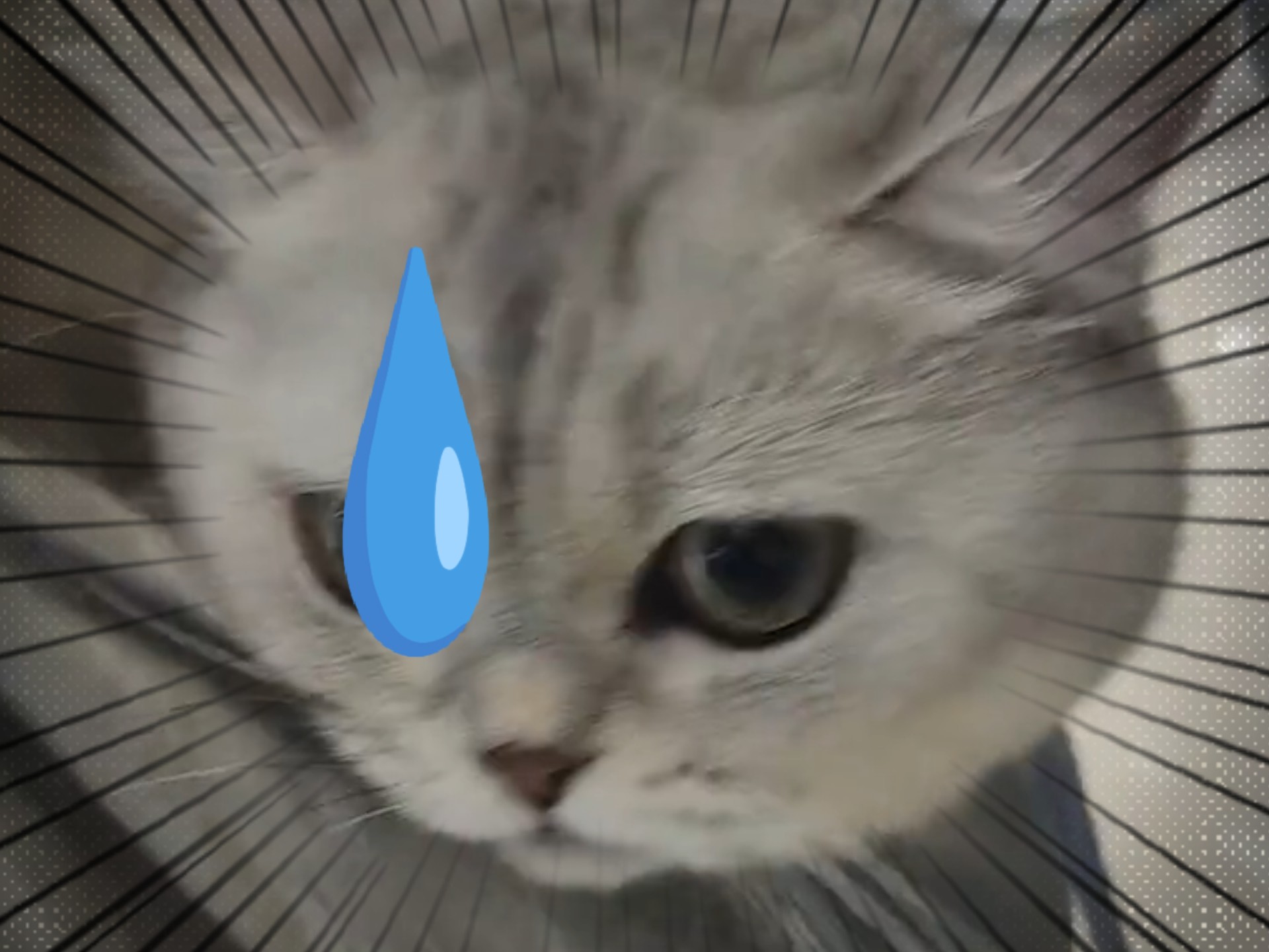猫猫包包成功散步