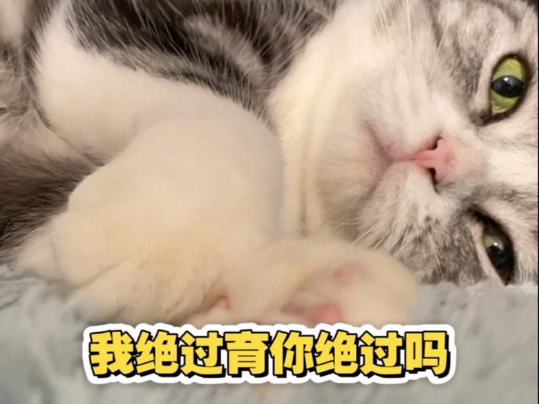 吴京 vs 猫猫