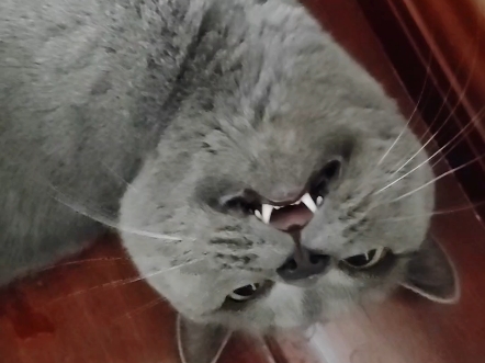 人机小猫