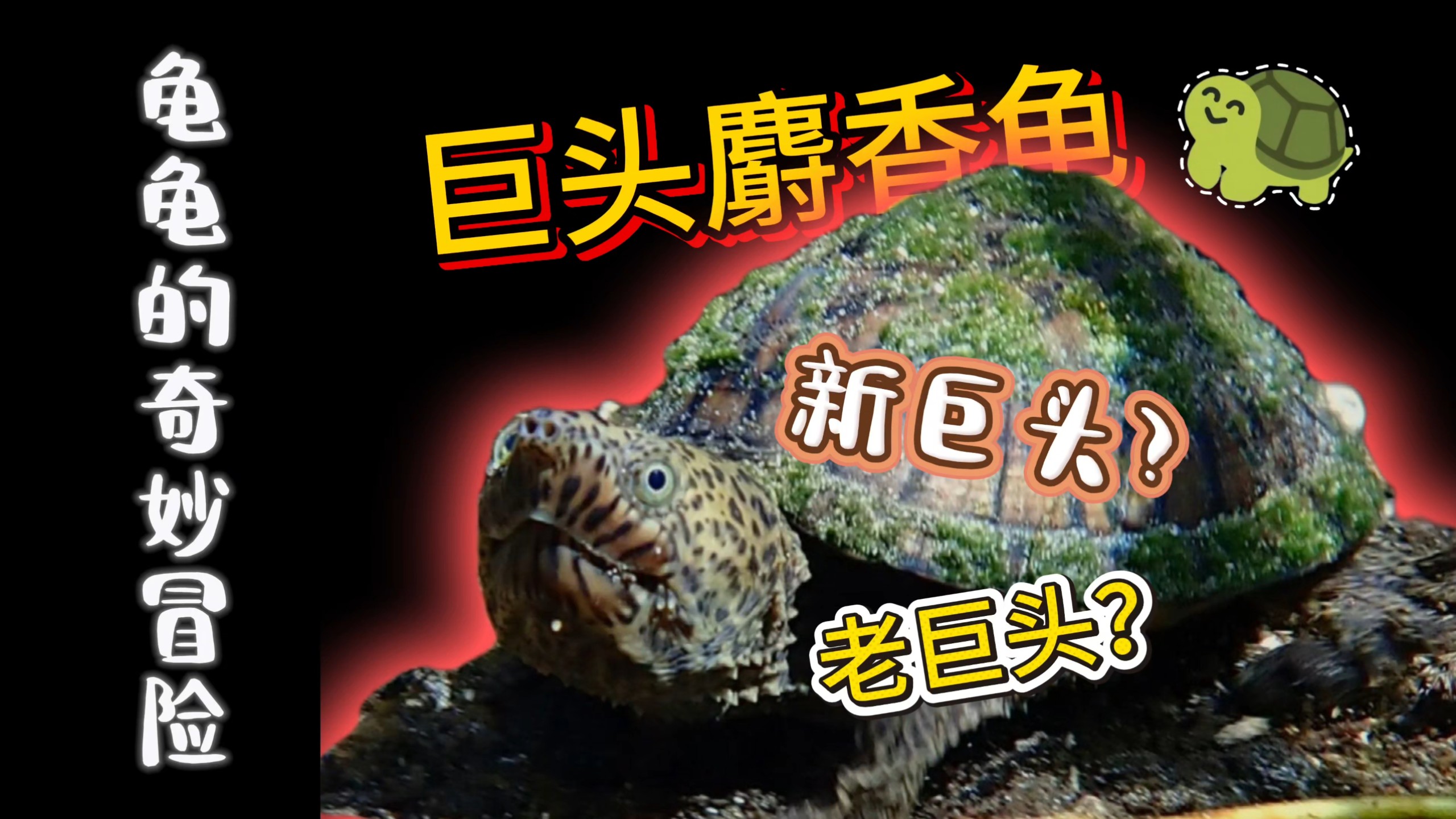 巨头麝香龟，最喜欢的一种龟