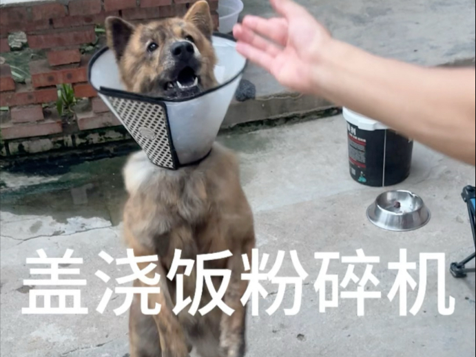 盖浇饭粉碎机