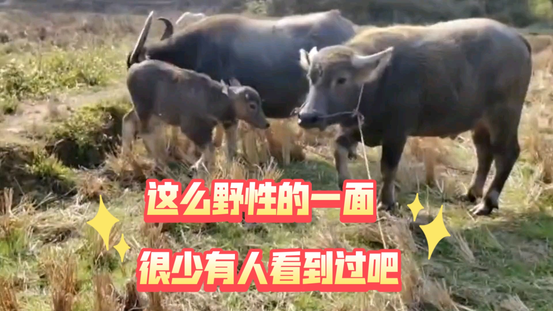 因为视频太过狂野，而导致被投诉下架。文明社会果然见不得野蛮