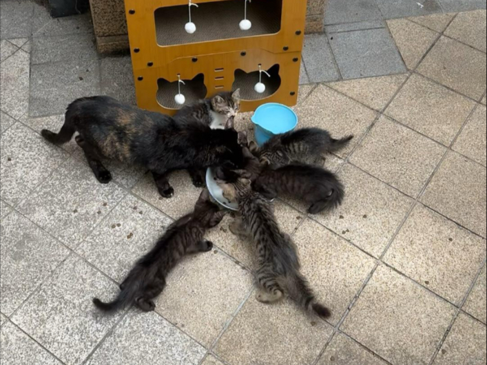 今天猫窝到了，先给猫妈妈在院子里搭个家