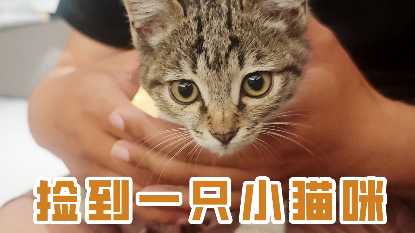 在新疆酒店楼下捡了只贪吃小猫