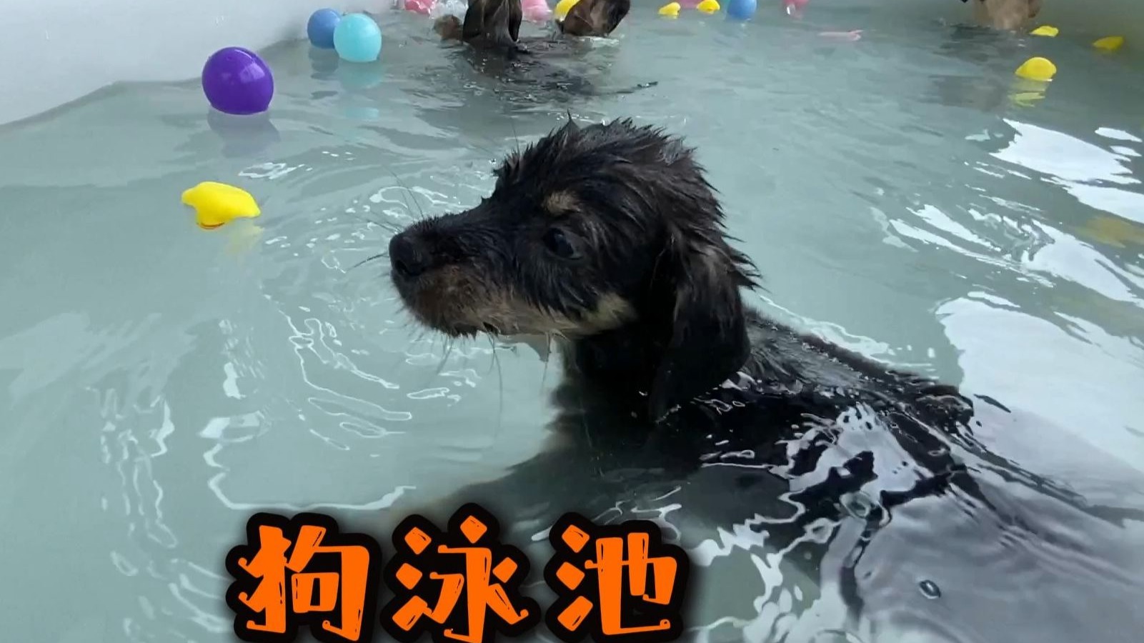 夏天是游泳的季节！搞个泳池给汪汪队练习游泳！没想到个个生下来
