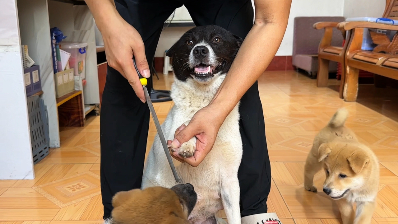 狗子们不想退休