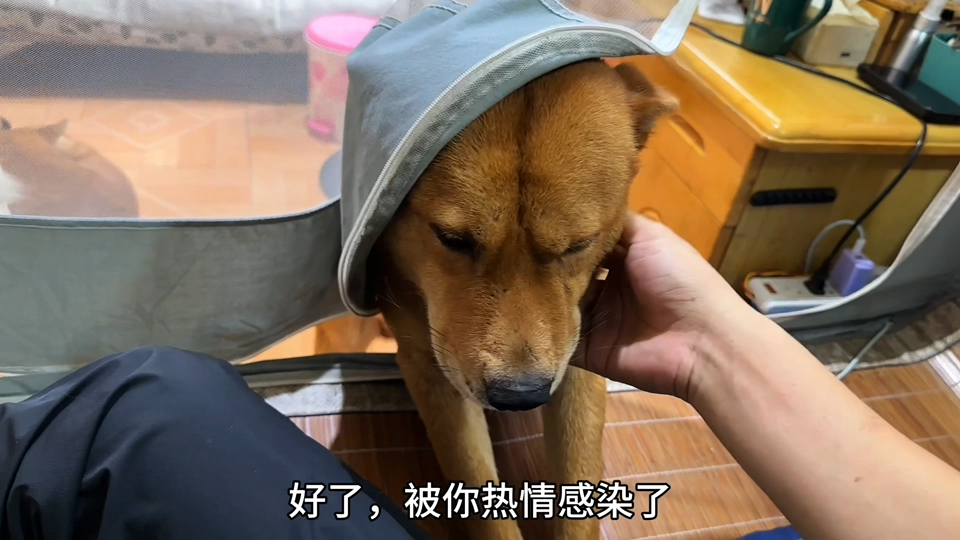 狗子每天准时叫你起床
