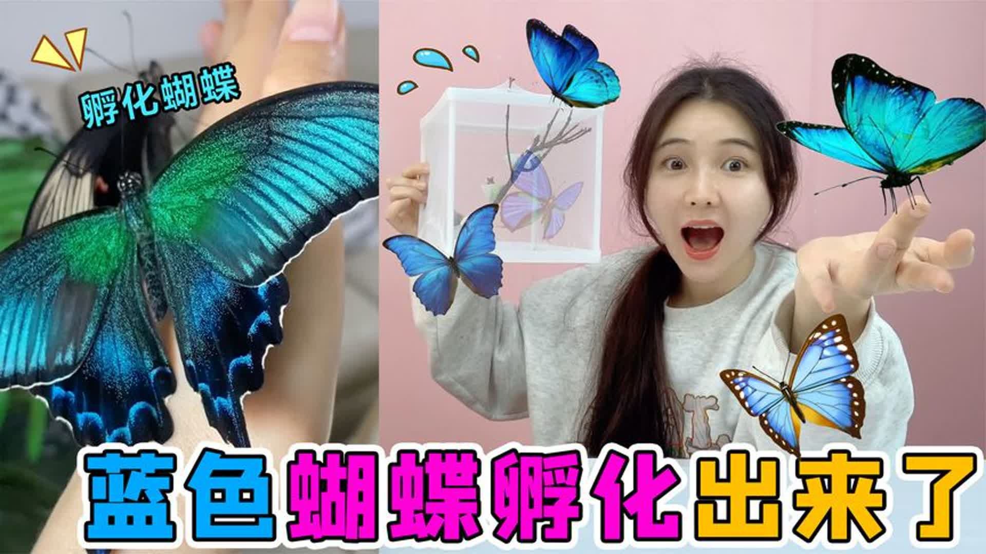 孵化“外星蛹”第二弹！蓝色蝴蝶破茧而出，还会主动爬到手上来？
