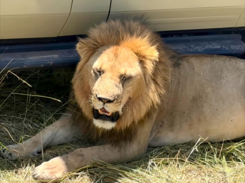帅宝标记了你的游览车，一吼一吼喘着粗气，女游客现场评价：太震撼