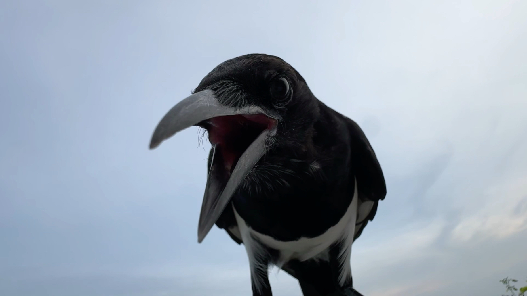 两天不见，没想到还能看见你