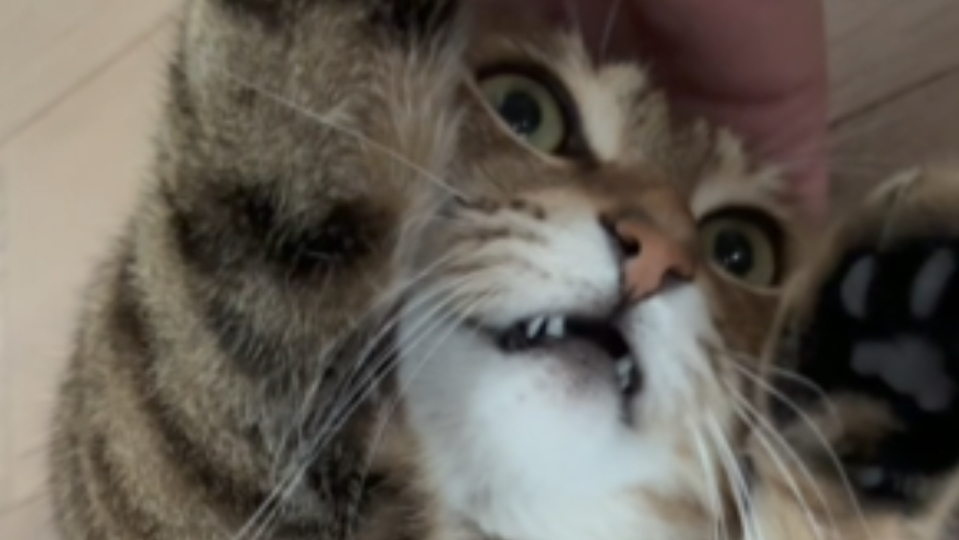 咪子：真是酣畅淋漓的一场打架！