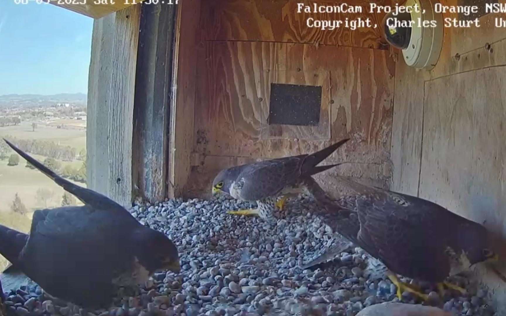 有出息的饱饱鸡送岩鸽随地大小刨 250906