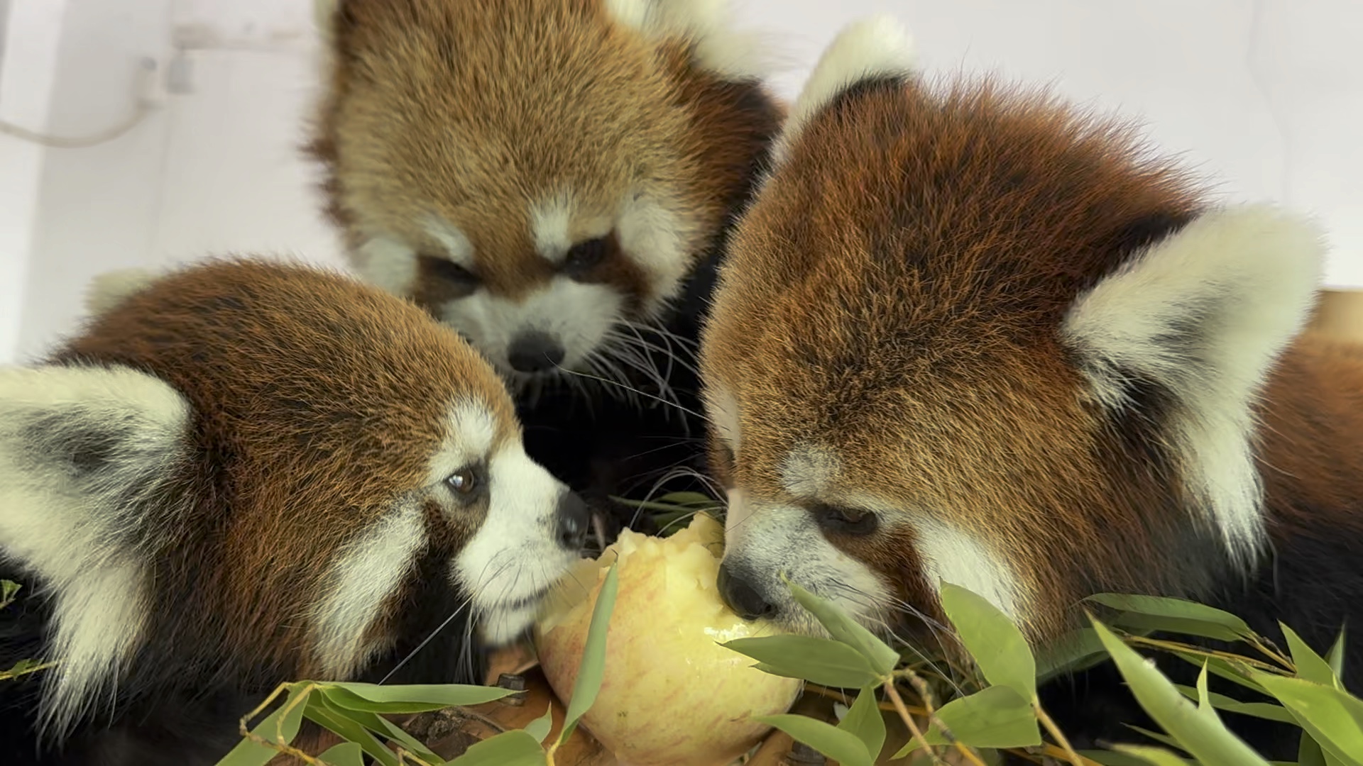 好朋友一起分享