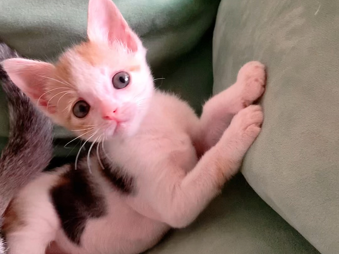 小七已经不是77g的小猫咪啦～昨天称650g啦～是个小美喵～