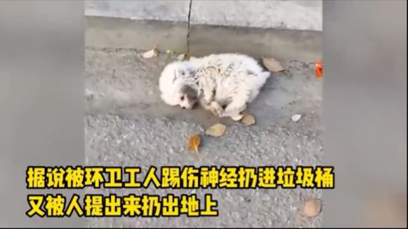 流浪小狗被环卫工人踢伤扔进垃圾桶，被人提出丢地上抽搐2天，行